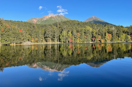 山茶树之恋(山茶树之恋——从嫁接到认知)