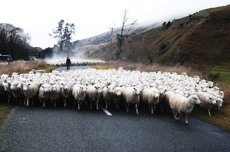 SHEEP的复数形式(最近你见过这么多的sheep吗？)