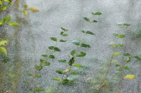 幼儿园植树节美篇(幼儿园植树节美篇：让孩子们爱护大自然)