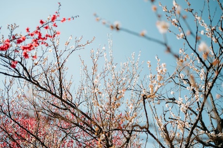 申花油烟机(申花油烟机，让厨房告别油烟困扰)