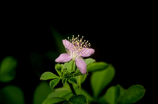 植物学家的中国女孩 | 植物与魂灵的独特结合