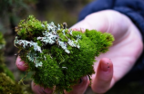 探秘苔藓：不起眼的小植物中的生命科学奥秘