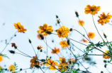 青岛班芙春天欣赏：美丽花海与迷人海景